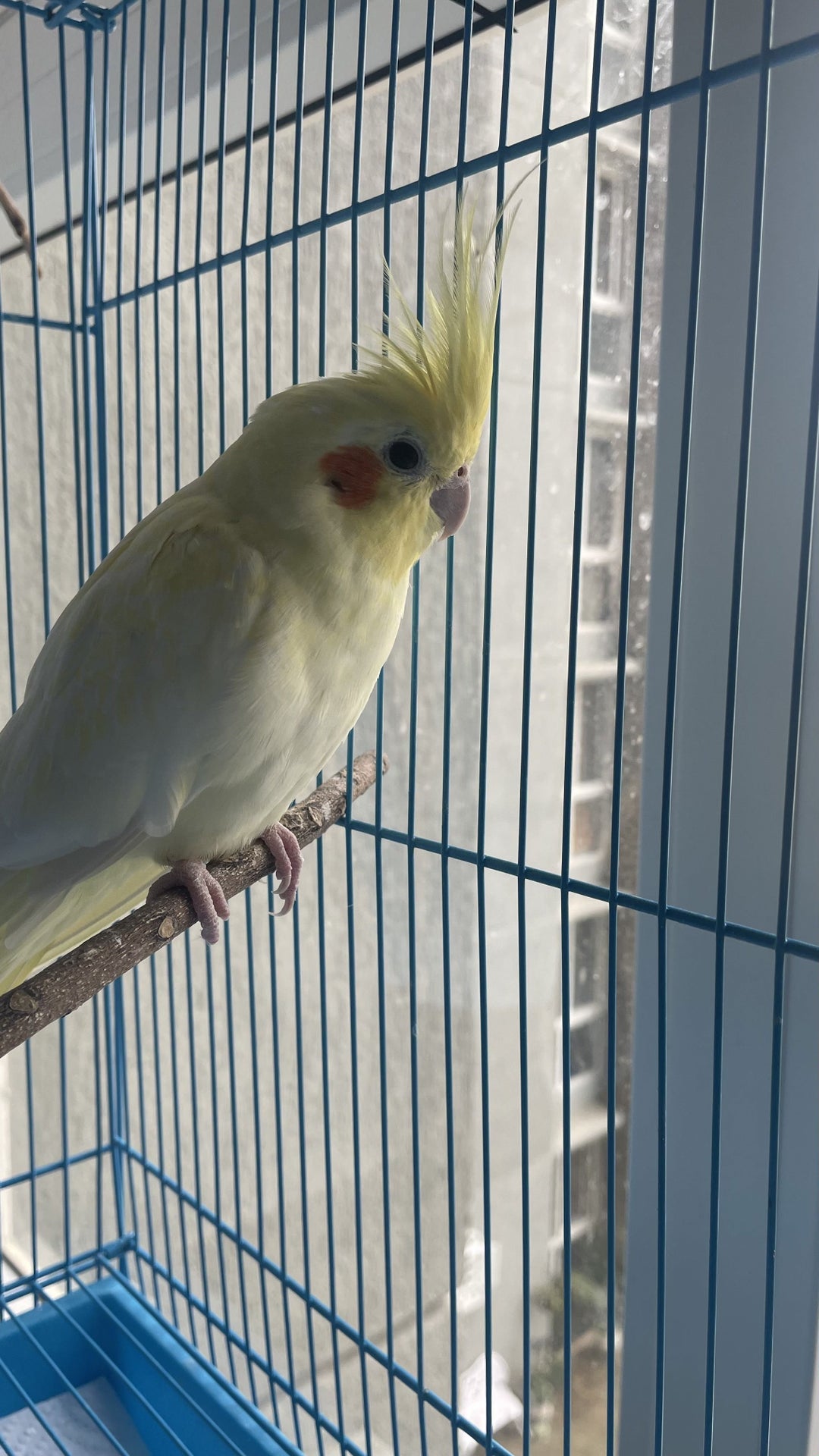Bird Pet supply Beak Feather Parrot