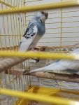 Bird Vertebrate Pet supply Beak Yellow