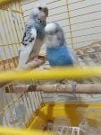 Bird Photograph Vertebrate Light Beak