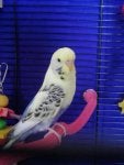 Bird Eye Parrot Beak Pet supply