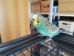 Bird Parrot Beak Pet supply Bird supply