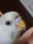 Rabbit Cockatiel Parrot Rabbits and Hares Beak