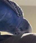 IMG_0061.jpeg