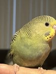 IMG_0466.jpeg