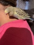 IMG_0467.jpeg